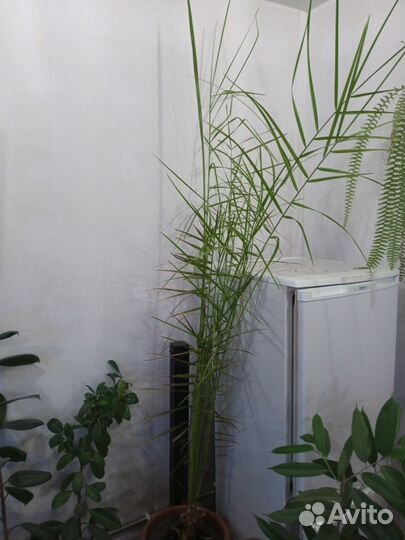 Финиковая пальма