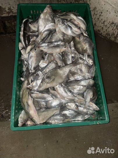 Вобла вяленая астраханская, апрель 2024