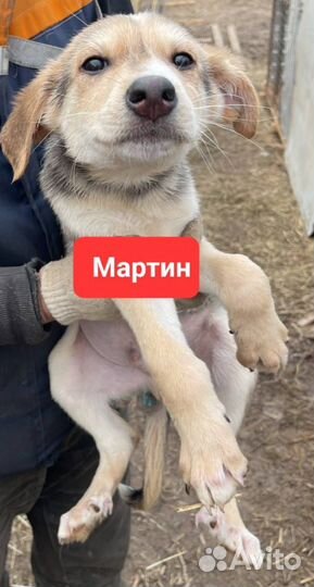 Щенки из приюта в добрые руки (мальчики)