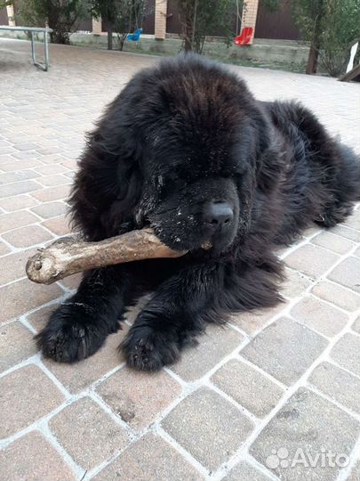 Ньюфаундленд