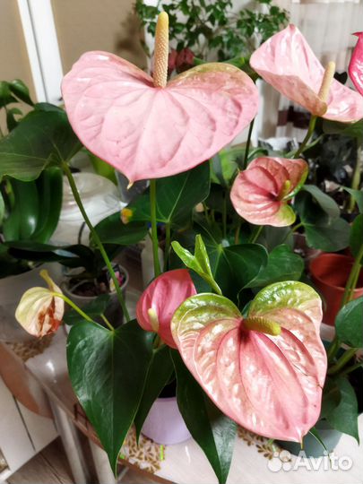 Антуриум, разные сорта