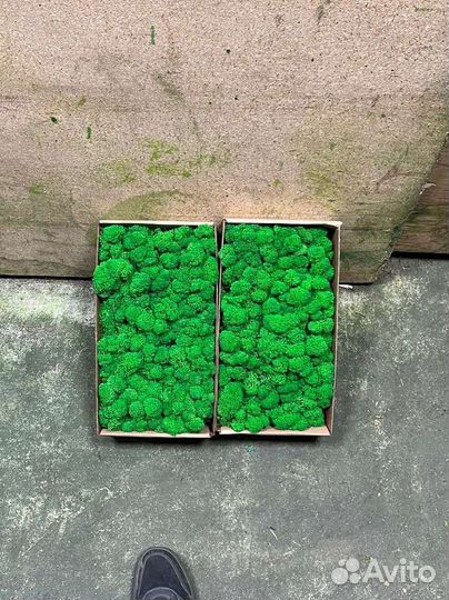 Мох стабилизированный