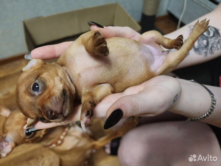 Той-терьер щенки