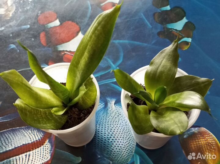 Комнатные цветы