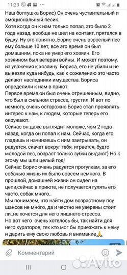 Пёсик с печальной историей