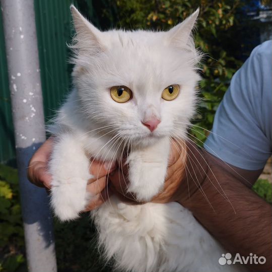 Кошечка в добрые руки