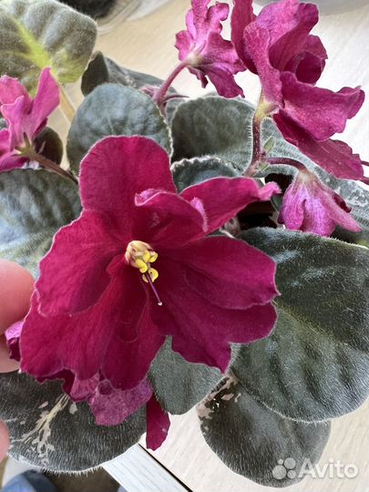 Фиалки цветущие в горшке