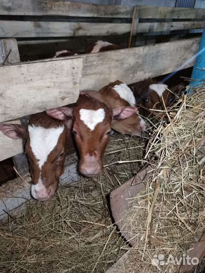 Помощь в получении кредита