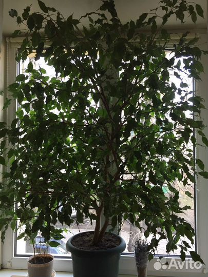 Фикус бенджамина