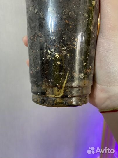 Сингониум милк конфетти