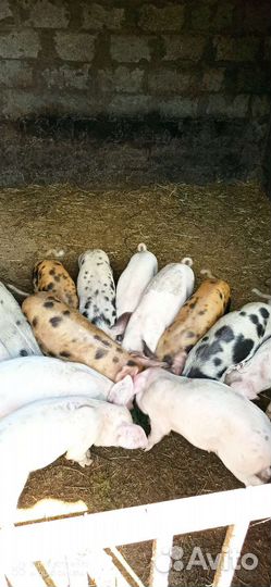 Продажа поросят