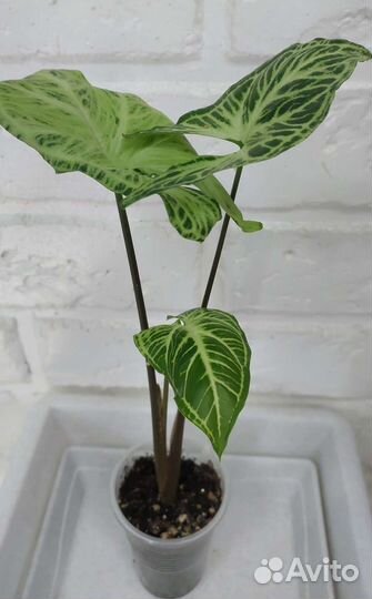 Гинура, вариегатная