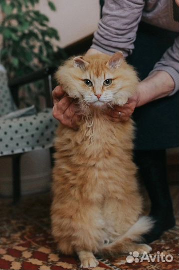 Шикарный кот-красавец Рыж