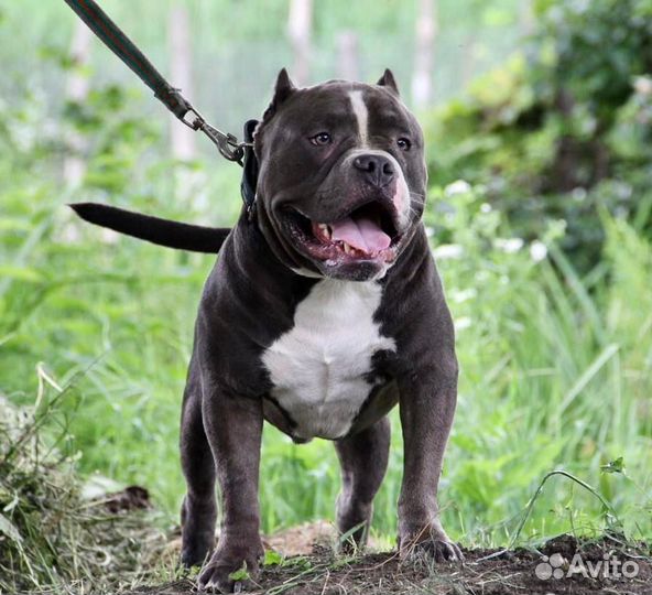 Американский булли