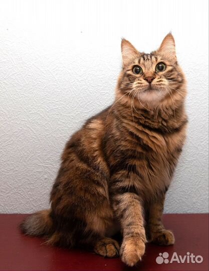 Молодая кошечка Курильский бобтейл