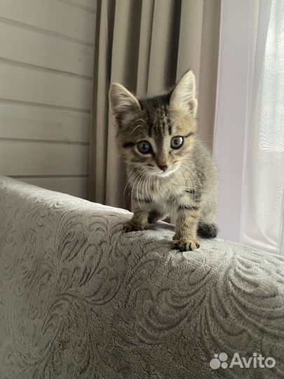 Котенок девочка в добрые руки