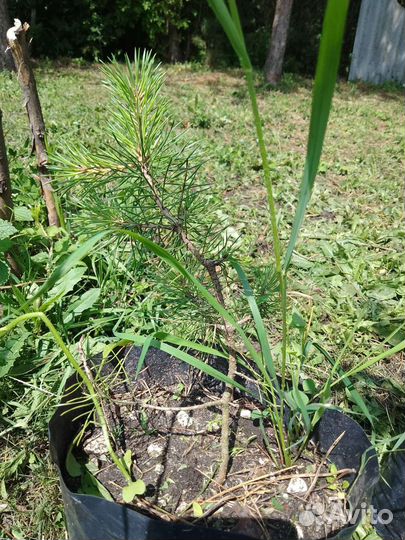 Саженцы сосны