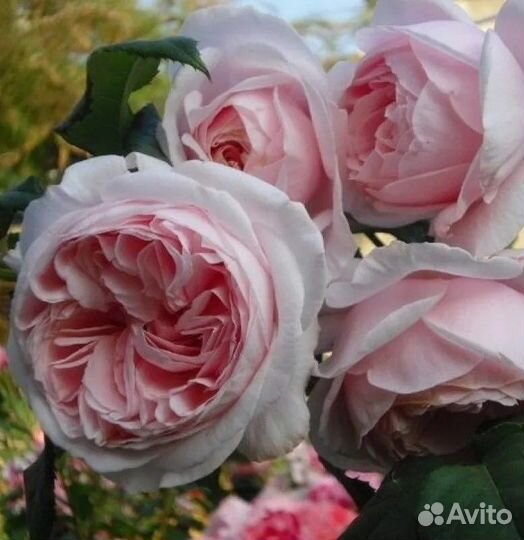 Роза плетистая Нахема