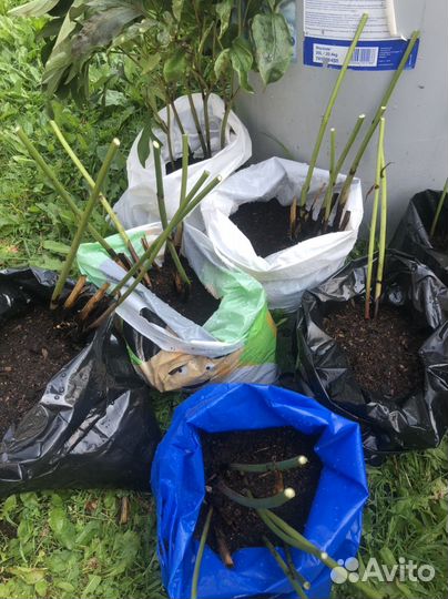 Саженцы пиона