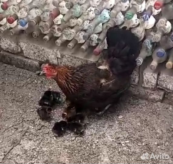 Клушка с цыплятами