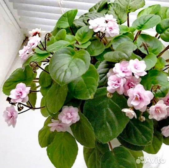 Фиалки сортовые