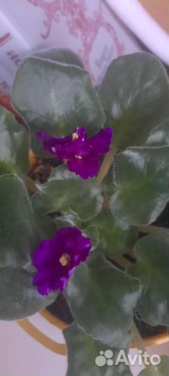 Фиалка в горшках,детки укорененные