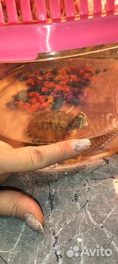 Красноухая черепаха