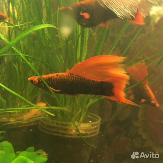 Меченосцы черные флаговые