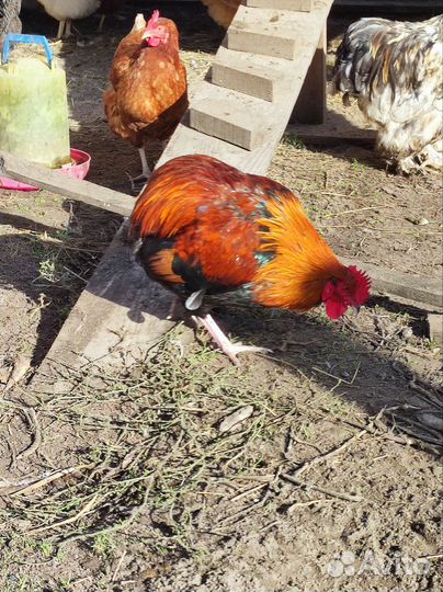 Петух Араукана
