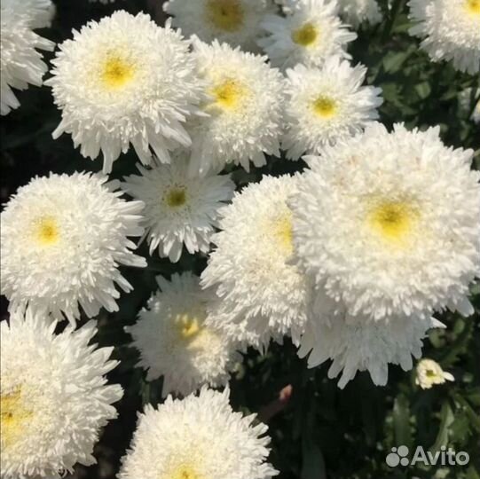 Очиток почвопокровный