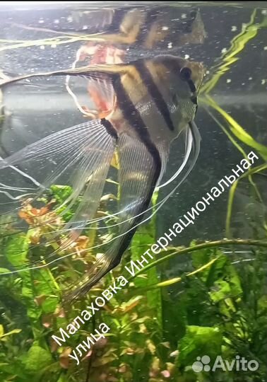 Геофагус Тапажос, Скалярии, Биоцелатумы,Анциструсы