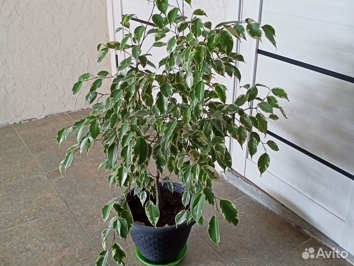 Фикус бенджамина