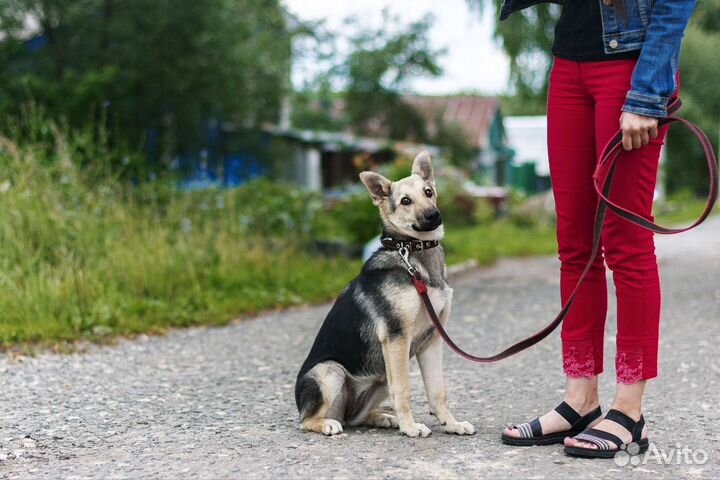 Собака в добрые руки
