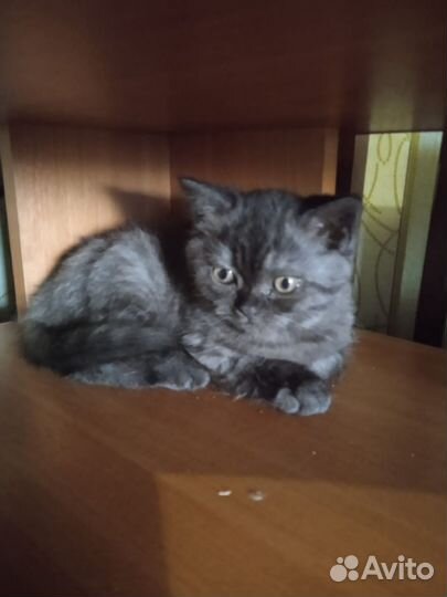 Британские котята