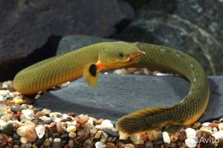 Рыба змея экзотика Аквариумные рыбки и растения