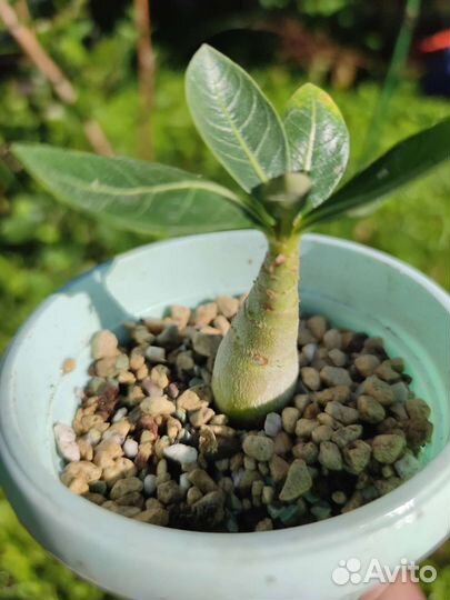 Адениум Арабикум