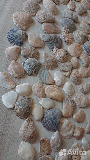 Морские ракушки