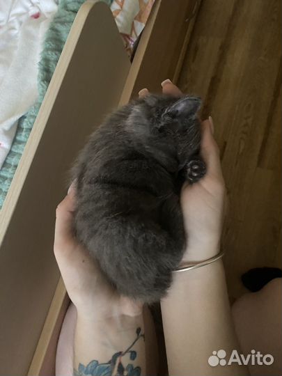 Котята