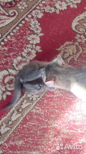 Котята