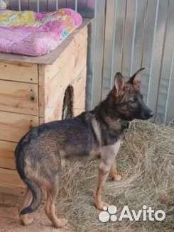 Девочка,5 мес.в добрые руки