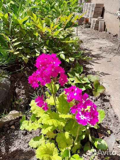 Примула Зибольда