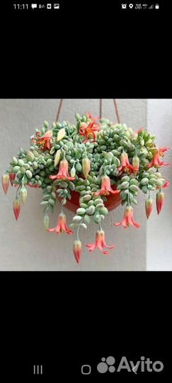 Суккуленты