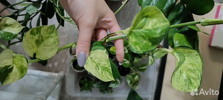 Сциндапсус марбл apple