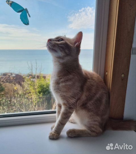 Зоогостиница(передержка кошек и собак до 10 кг)