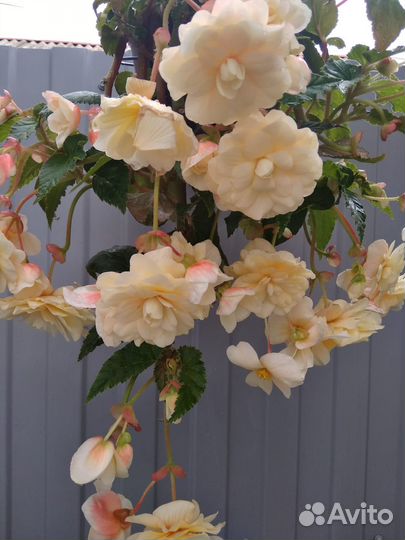 Ампельная бегония.Кусты молодых бегоний