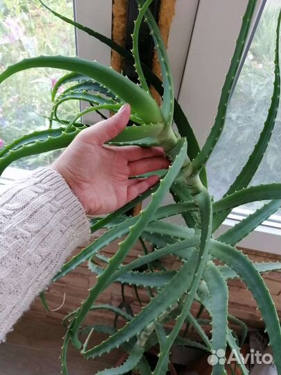 Алое столетник