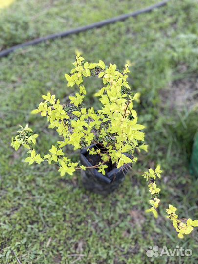 Спирея Голдмаунд