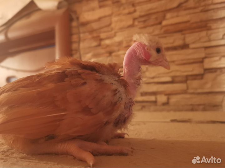 Цыплята голошейки