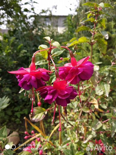 Фуксия махровая (возможен обмен)