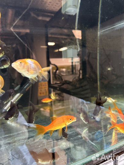 Золотая Рыбка